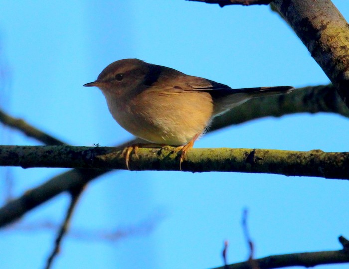 Dusky Warbler