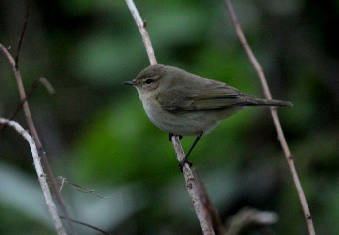 Siberian Chiffchaff