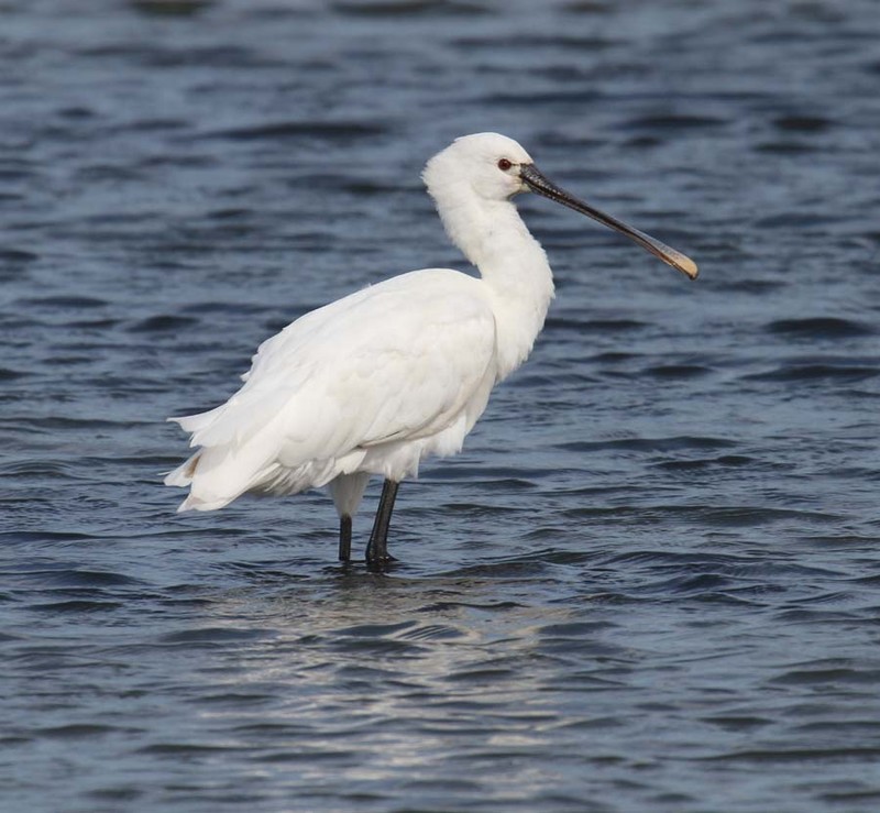 Spoonbill