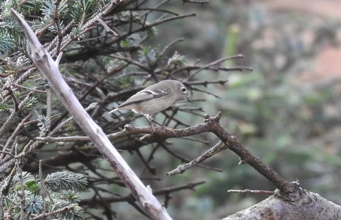 Ruby-crowned Kinglet