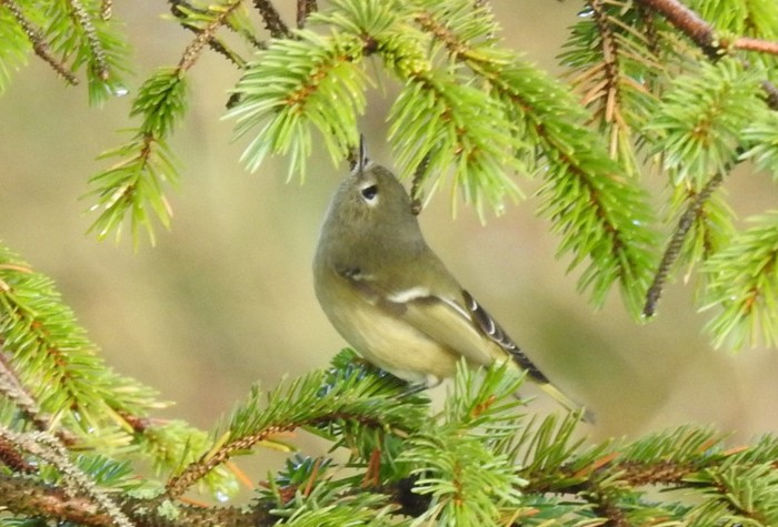 Ruby-crowned Kinglet
