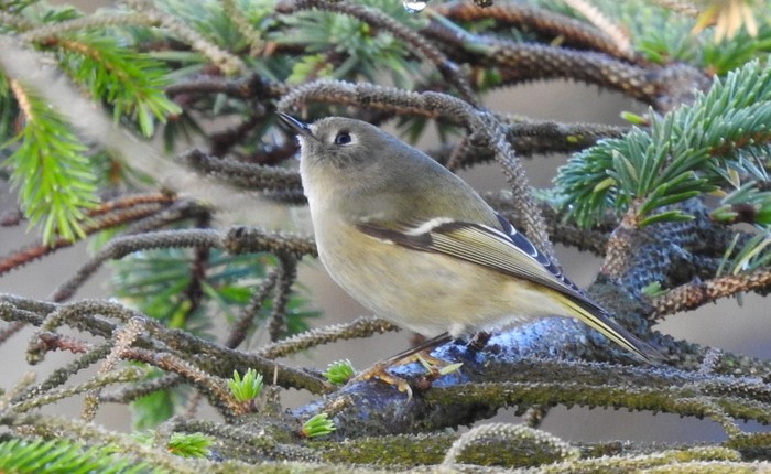Ruby-crowned Kinglet