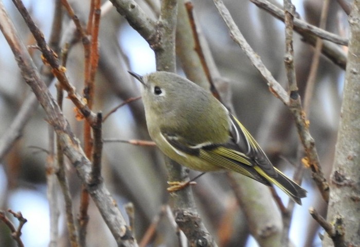 Ruby-crowned Kinglet