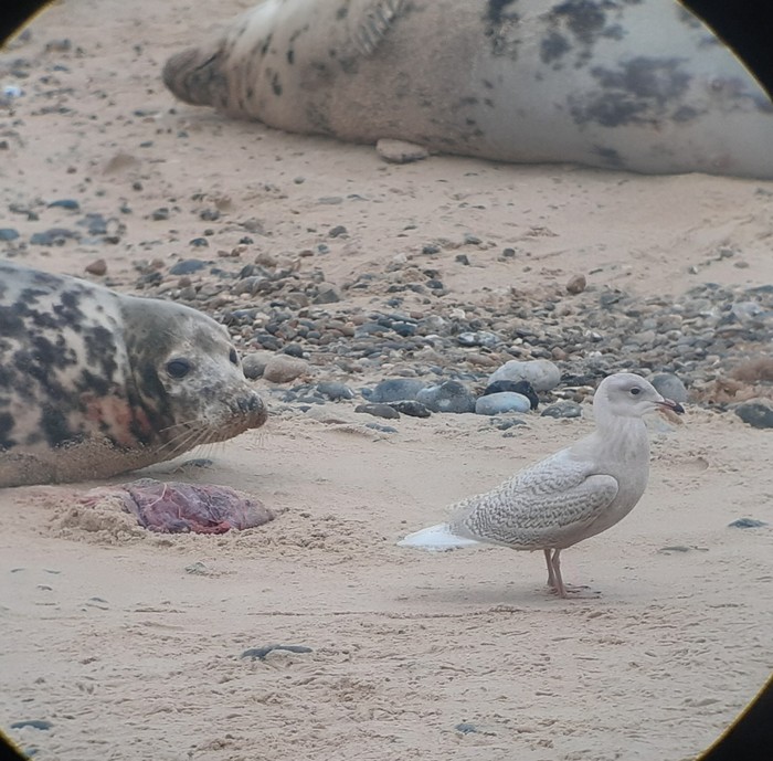 Iceland Gull
