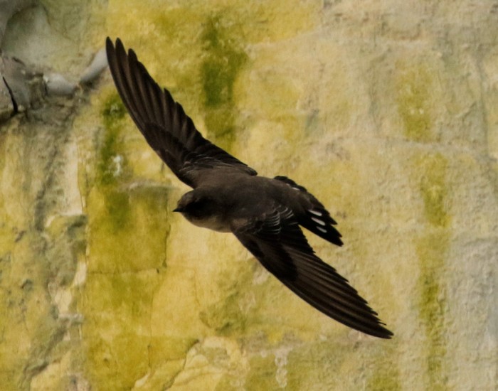 Crag Martin