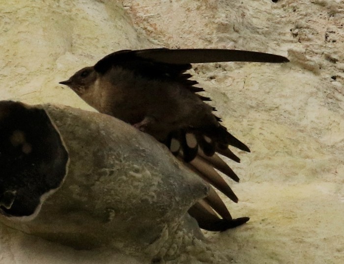 Crag Martin