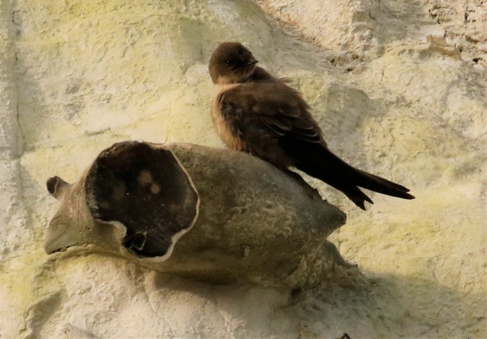 Crag Martin
