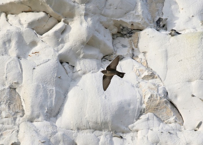 Crag Martin