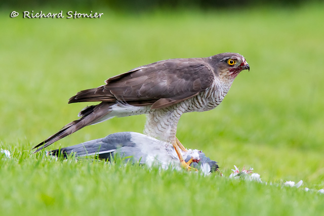 Sparrowhawk