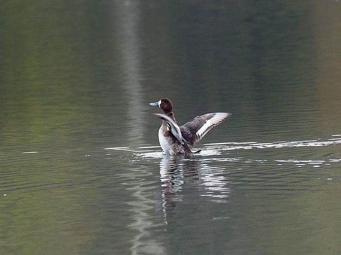 Scaup