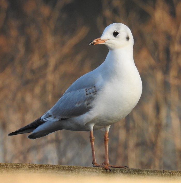 Black-headed Gull