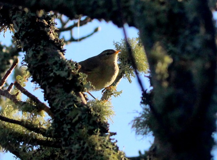 Dusky Warbler