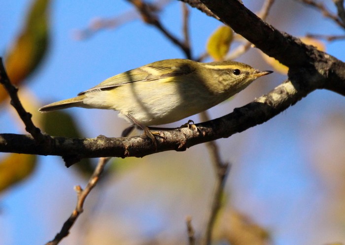 Yellow-browed Warbler