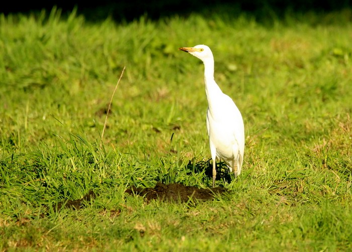Cattle Egret