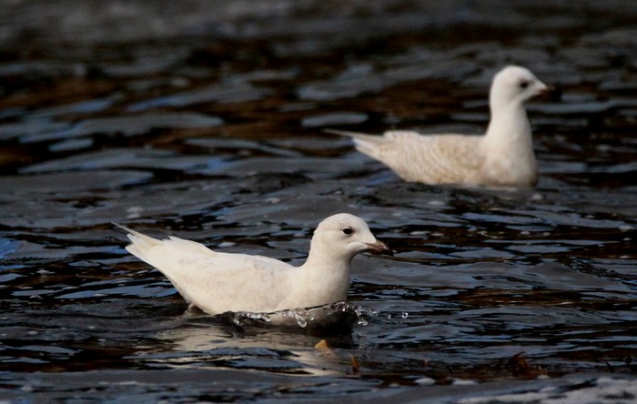 Iceland Gull
