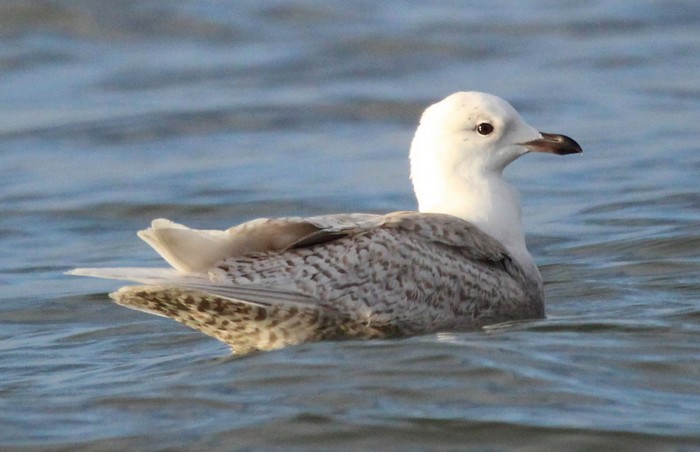 Iceland Gull