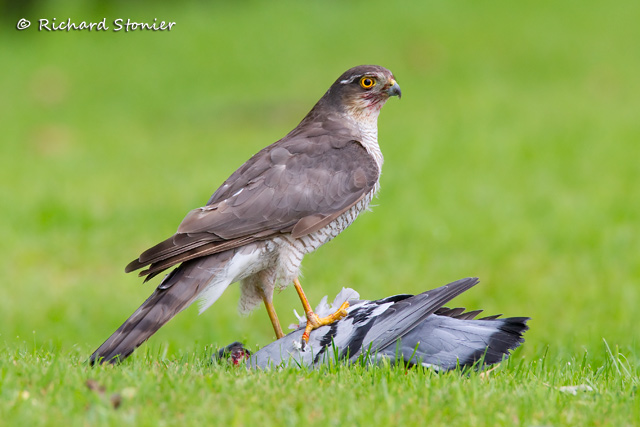 Sparrowhawk