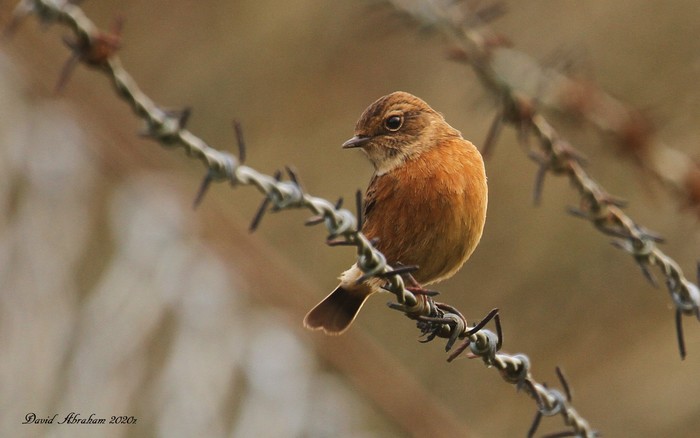 Stonechat 
