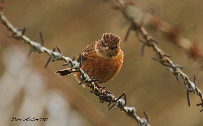 Stonechat 
