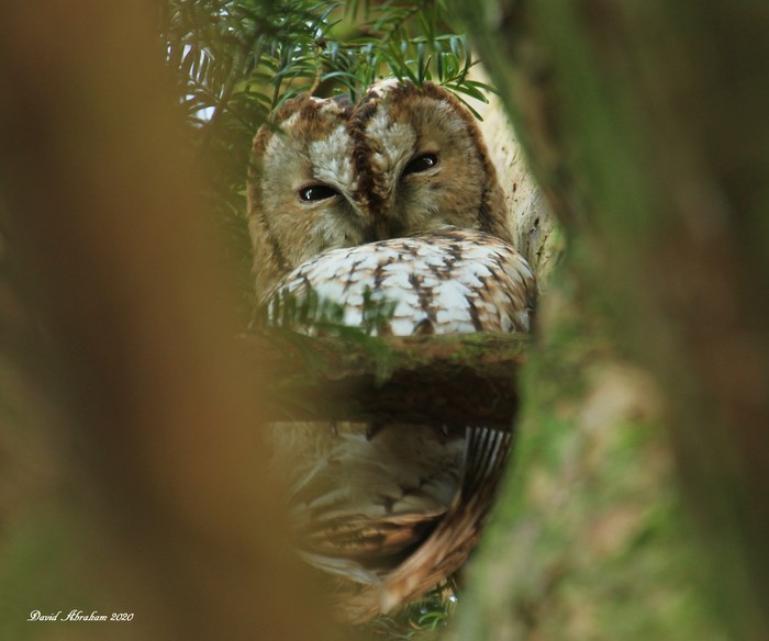 Tawny Owl