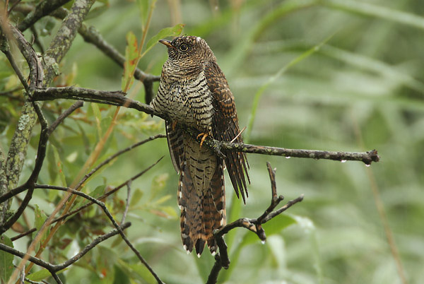 Cuckoo