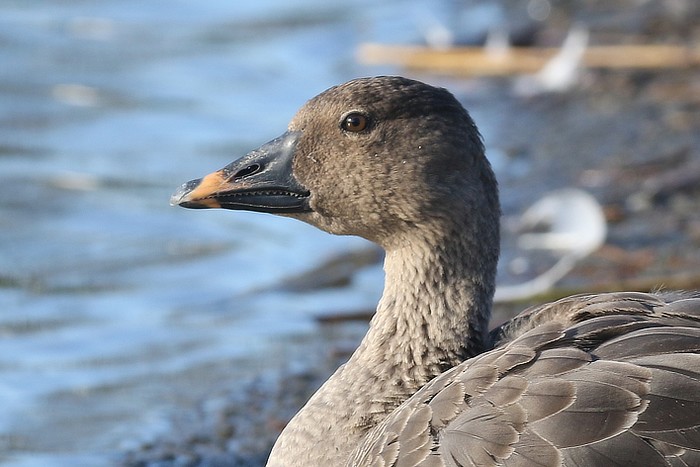 Tundra Bean Goose