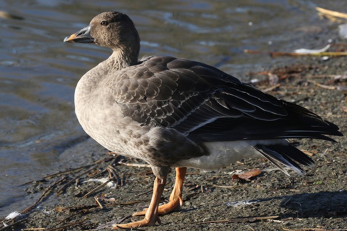 Tundra Bean Goose