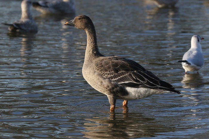 Tundra Bean Goose