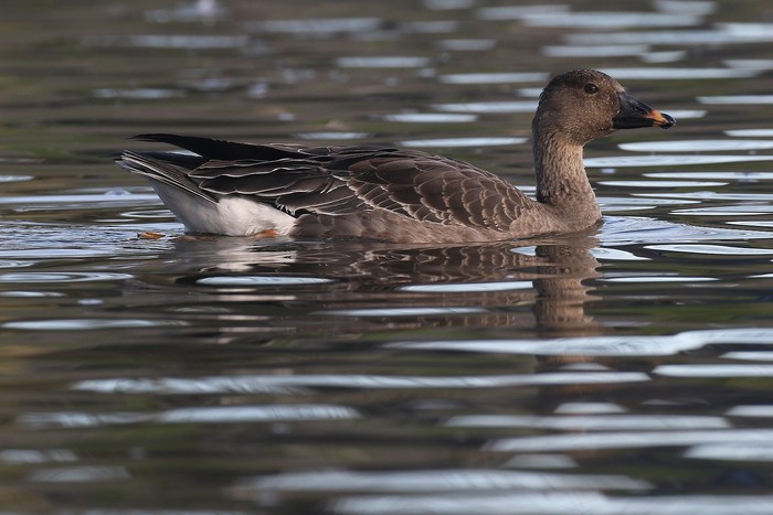 Tundra Bean Goose