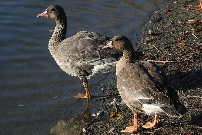 Russian White-fronted Goose