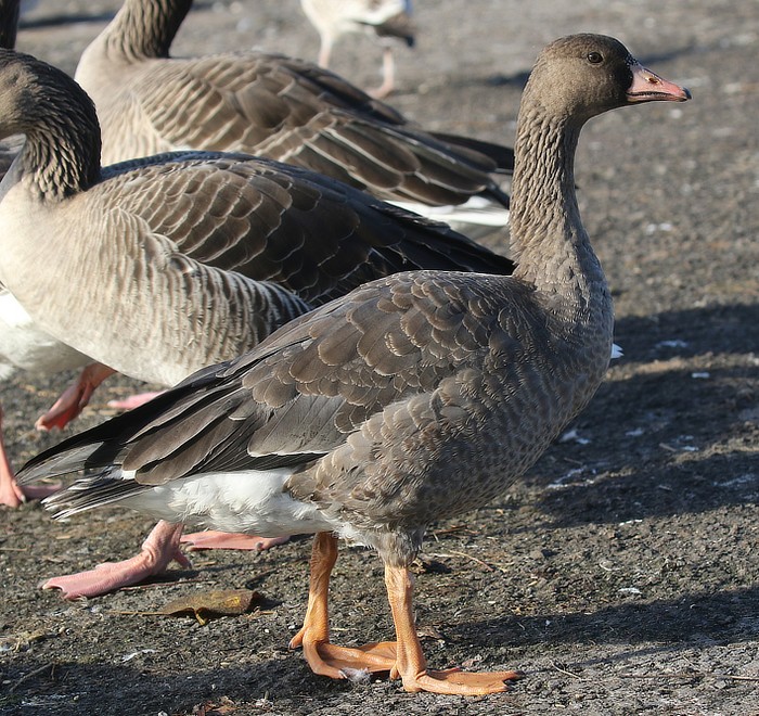 Russian White-fronted Goose