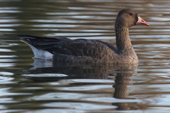 Russian White-fronted Goose