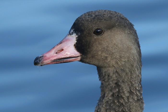 Russian White-fronted Goose