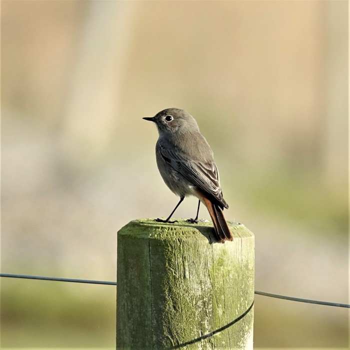 Black Redstart