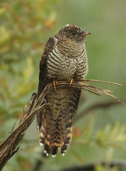 Cuckoo