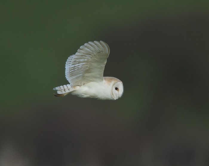 Barn Owl