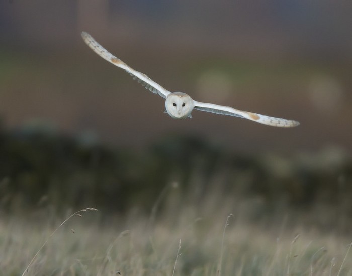 Barn Owl