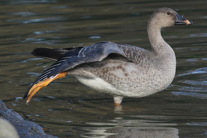Tundra Bean Goose