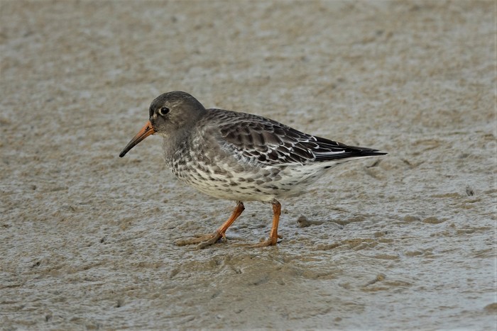 Purple Sandpiper