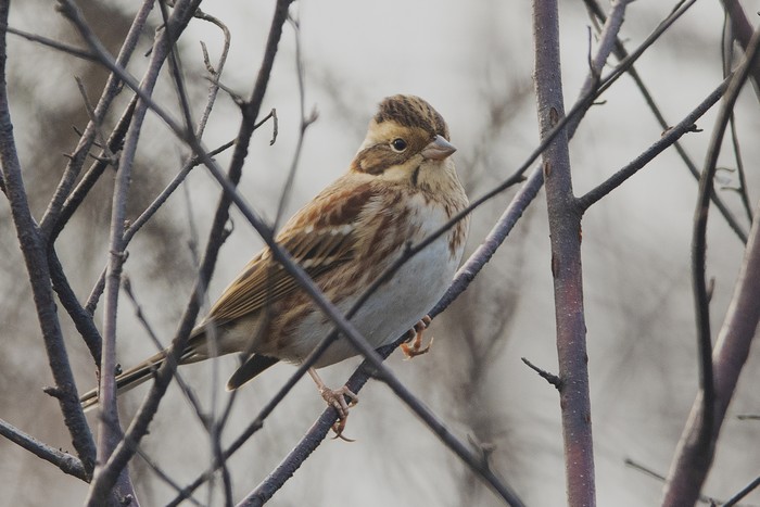 Rustic Bunting