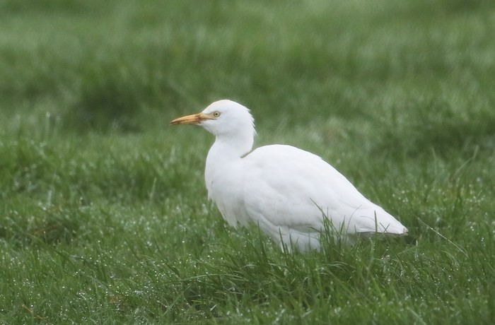 Cattle Egret