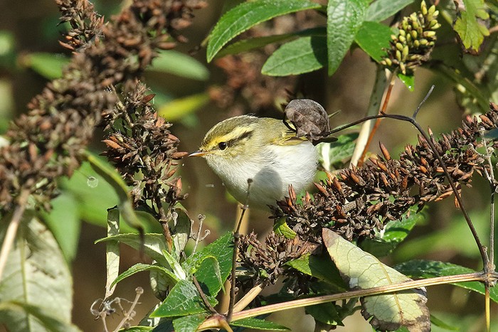 Pallas's Warbler