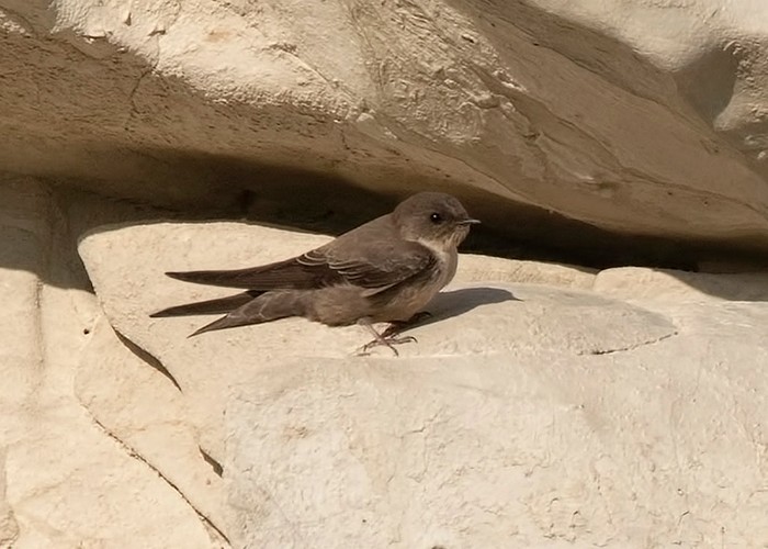 Crag Martin