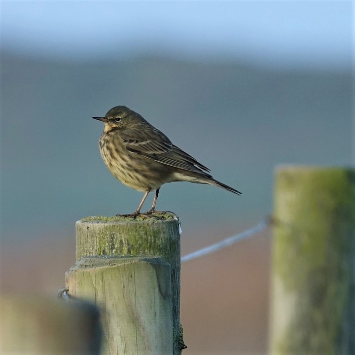 Rock Pipit