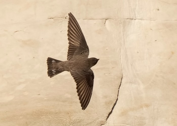Crag Martin