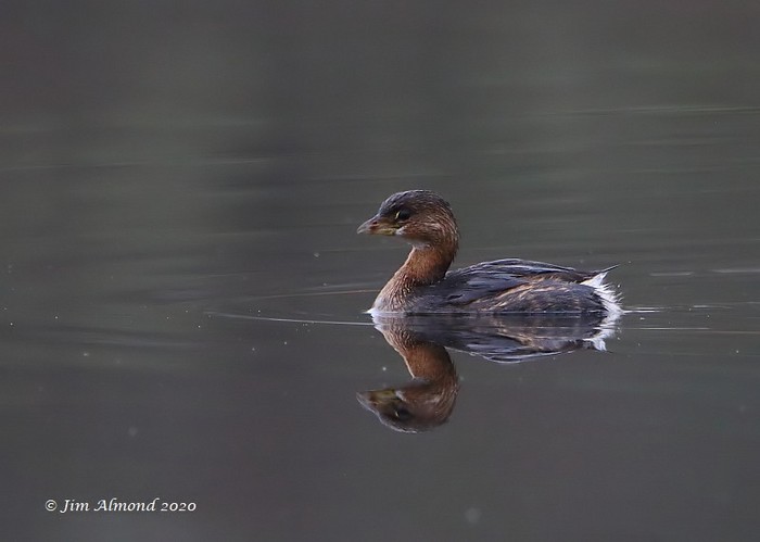 Pied-billed Grebe