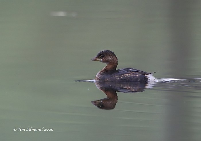 Pied-billed Grebe