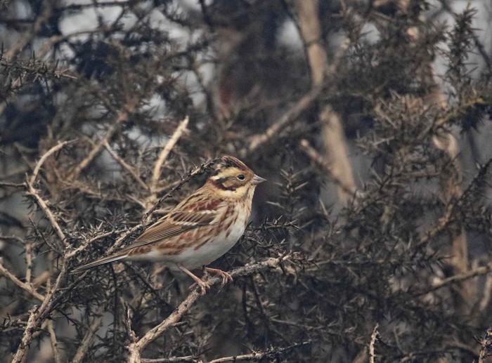 Rustic Bunting