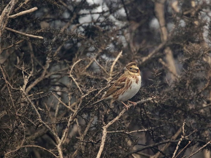 Rustic Bunting