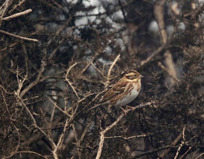 Rustic Bunting
